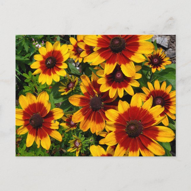 Black-eyed Susans Postcard (Front)