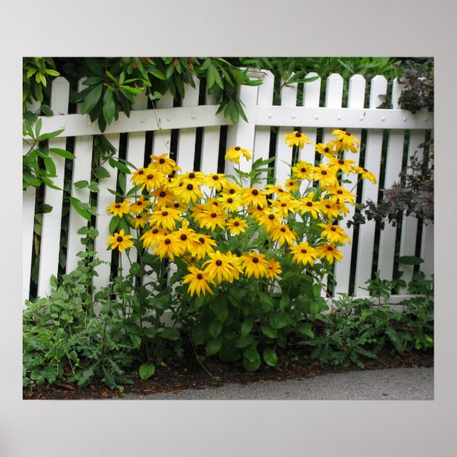Black Eyed Susans Poster (Front)