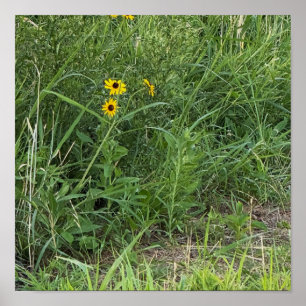 Black-eyed Susans Poster