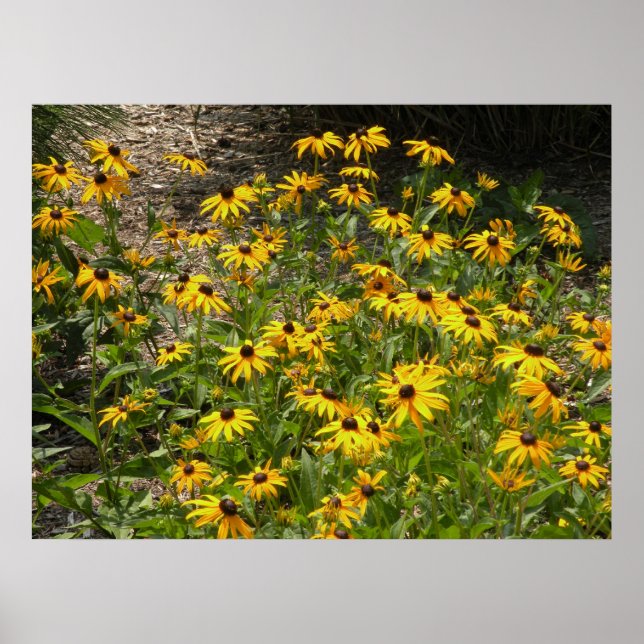 Black Eyed Susans Print (Front)