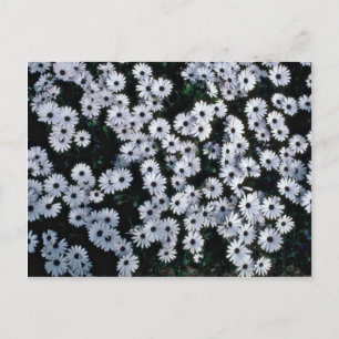 Black-Eyed White Daisies flowers Postcard