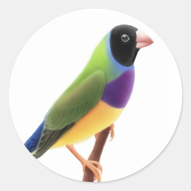 Black Faced Gouldian Finch Classic Round Sticker (Front)
