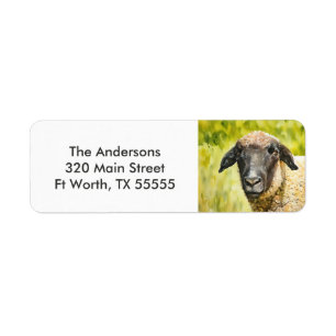 Black-Faced Sheep Farm Animal Return Address