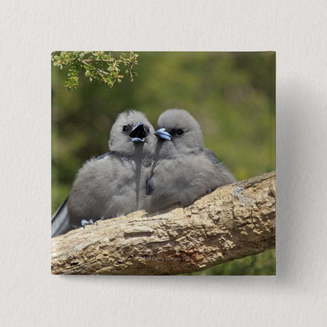Black Faced Woodswallow, Artamus cinereus, 2 Inch Square Button (Front)