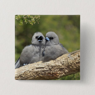 Black Faced Woodswallow, Artamus cinereus, 2 Inch Square Button