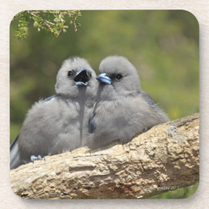 Black Faced Woodswallow, Artamus cinereus, Coaster