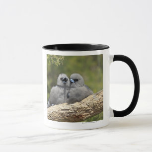 Black Faced Woodswallow, Artamus cinereus, Mug