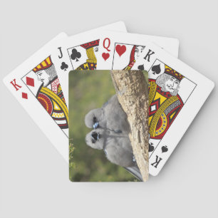 Black Faced Woodswallow, Artamus cinereus Playing Cards