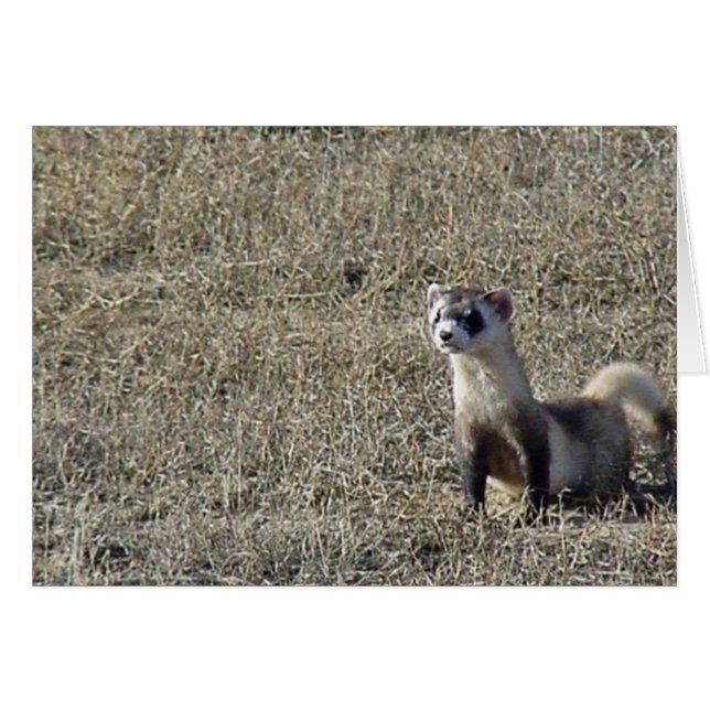 Black-Footed Ferret (Front Horizontal)
