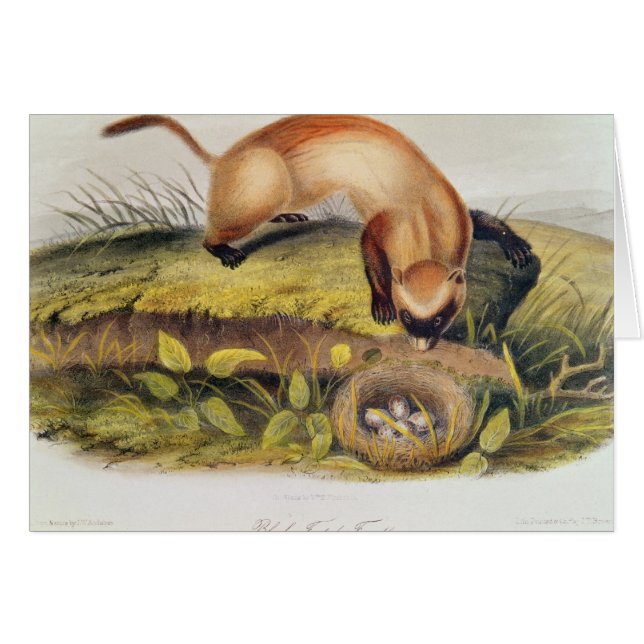 Black-footed Ferret (Front Horizontal)