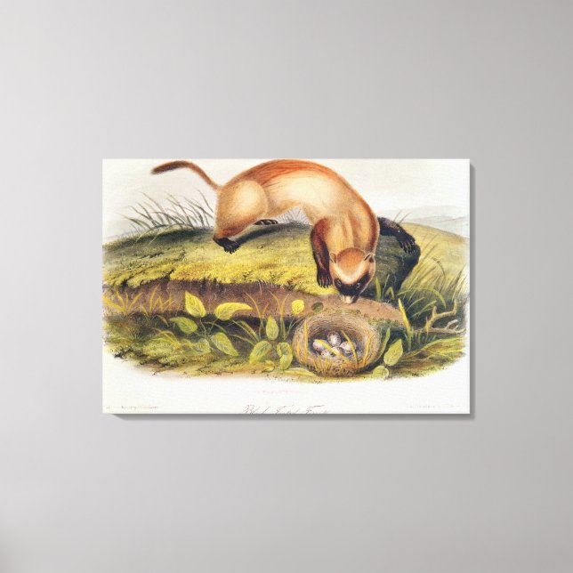 Black-footed Ferret Canvas Print (Front)