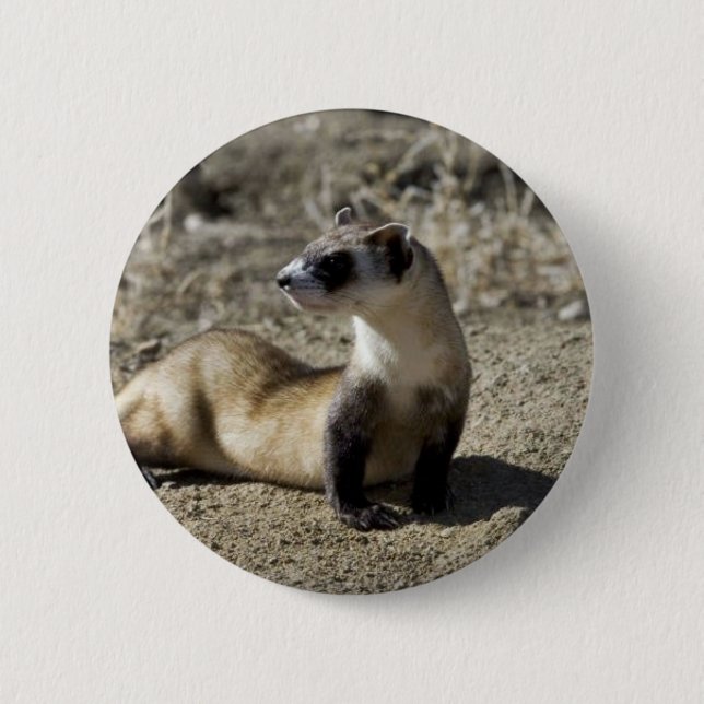 Black-Footed Ferret (captive) 2 Inch Round Button (Front)