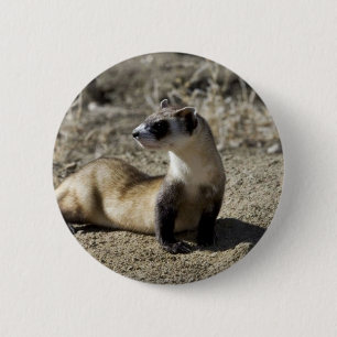 Black-Footed Ferret (captive) 2 Inch Round Button