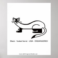 Black-footed FERRET- Endangered animal -Nature