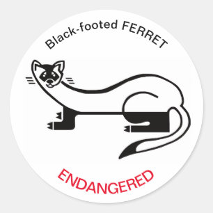  Black-footed FERRET- Endangered animal - USA Classic Round Sticker
