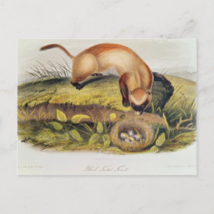 Black-footed Ferret Postcard