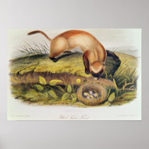 Black-footed Ferret Poster