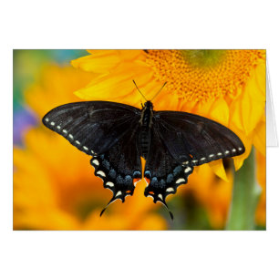 Black Form Of Eastern Tiger