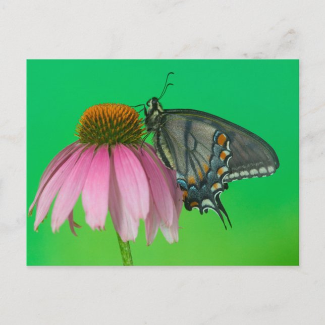 Black Form Of Eastern Tiger Swallowtail Postcard (Front)