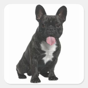 Black French Bulldog Puppy Dog Sticker / Seals
