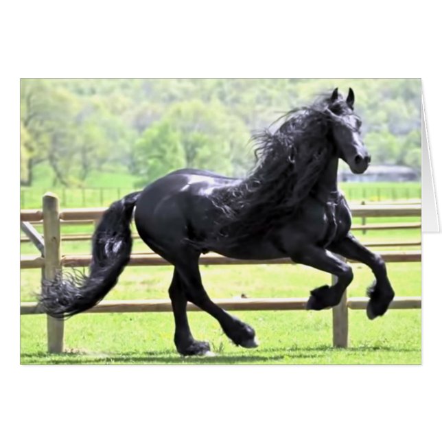 Black Friesian Horse (Front Horizontal)