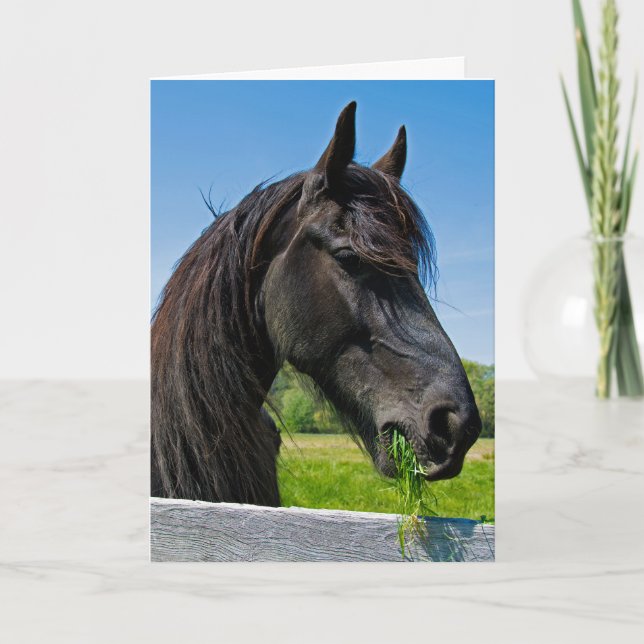 black Friesian horse birthday Card (Front)