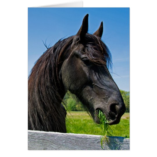 black Friesian horse birthday Card
