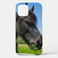 Black Friesian Horse