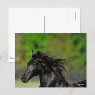 Black Friesian Horse Stallion Headshot Postcard