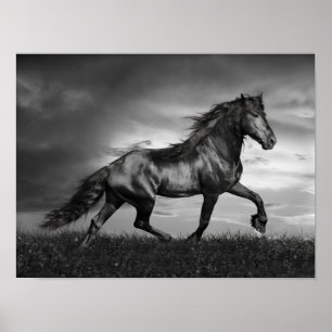 Black Friesian Stallion Prancing Through Field Poster