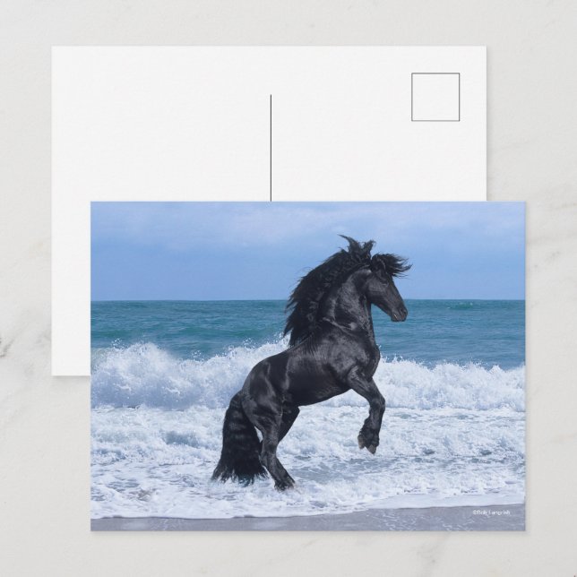 Black Friesian Stallion Rearing In the Sea Postcard (Front/Back)