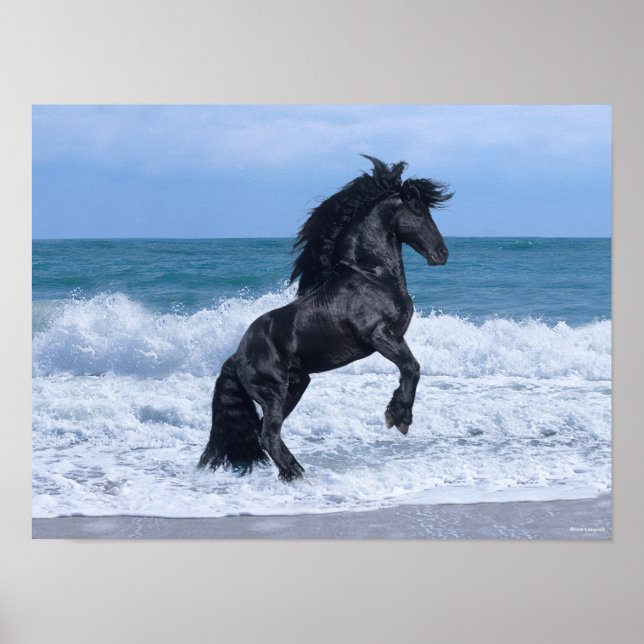 Black Friesian Stallion Rearing In the Sea Poster (Front)