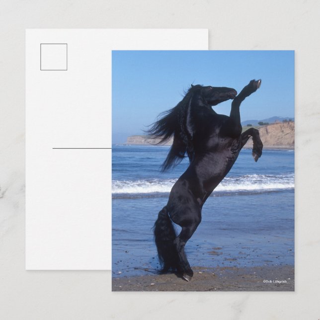 Black Friesian Stallion Rearing On Beach Postcard (Front/Back)