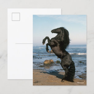 Black Friesian Stallion Rearing On Beach Postcard