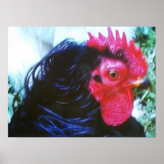 Black Frizzle(Bugsy) Poster