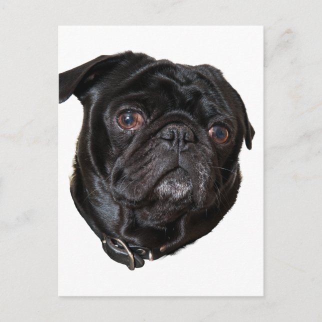 Black Funny Pug Postcard (Front)
