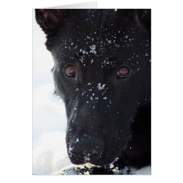 Black German Shepherd (Devant)