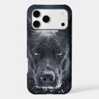 Black German Shepherd