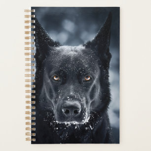 Black German Shepherd