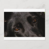 black german shepherd eyes