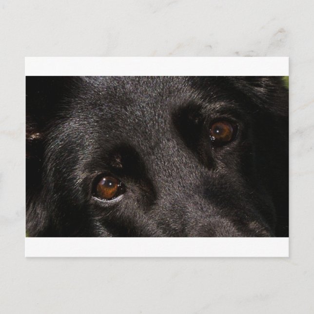 black german shepherd eyes postcard (Front)