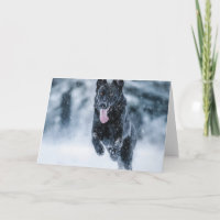 Black German Shepherd in snow Duvet Cover
