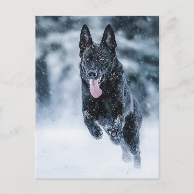 Black German Shepherd in snow Duvet Cover Postcard (Front)