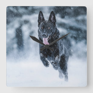 Black German Shepherd in snow Duvet Cover Square Wall Clock