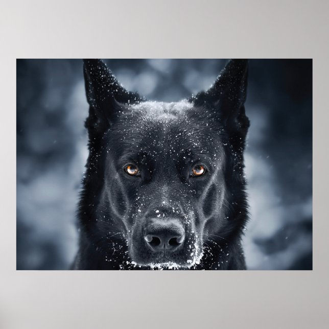 Black German Shepherd Poster (Front)