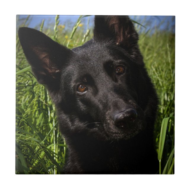 black german shepherd tile (Front)