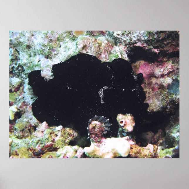 Black Giant Frogfish Poster (Front)