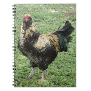 Black & Gold Ameraucana Rooster Notebook