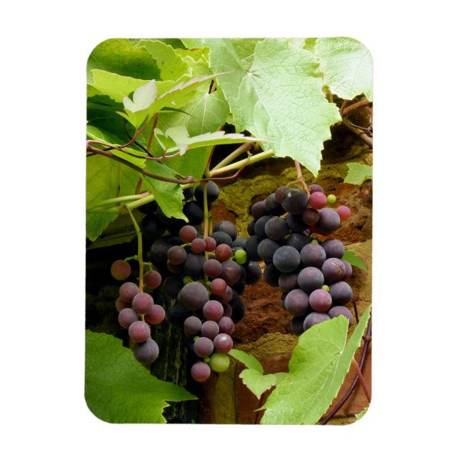 BLACK GRAPES   MAGNET (Vertical)