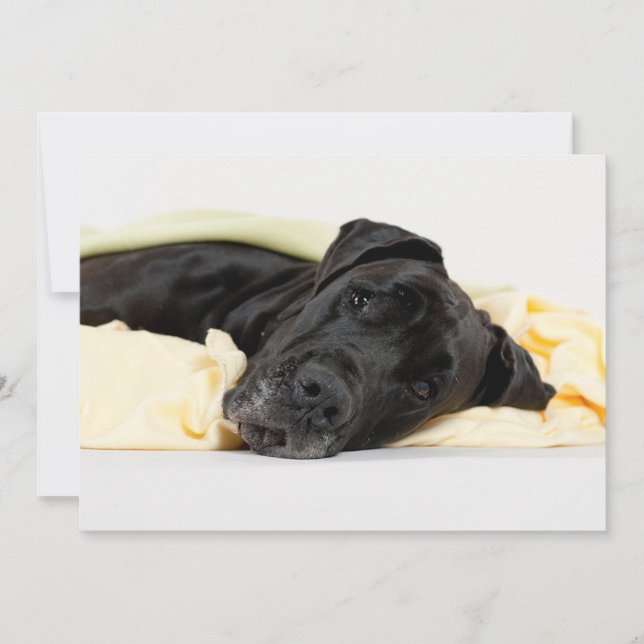 Black Great Dane - Deutsche Dogge schwarz (Front)